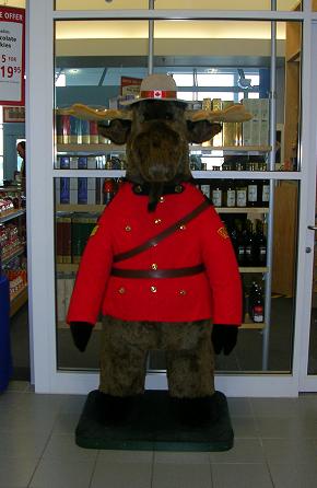 Canadian%20Moose.JPG