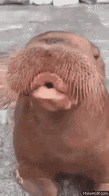 c483268ceaa682f686834ad77cbf4eec.gif
