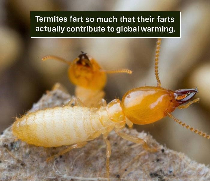 wtf-facts-interesting-animals-insects