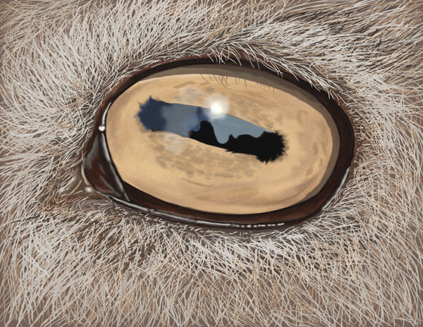 goat_eye_by_jynxlynx-d339xfl.png