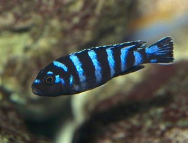 Cichlids.jpg