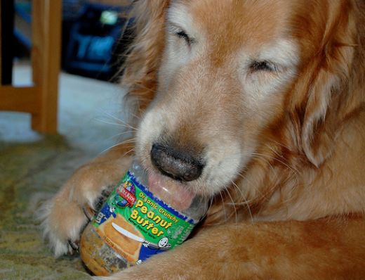 peanut%20butter%20loving%20dog.jpg
