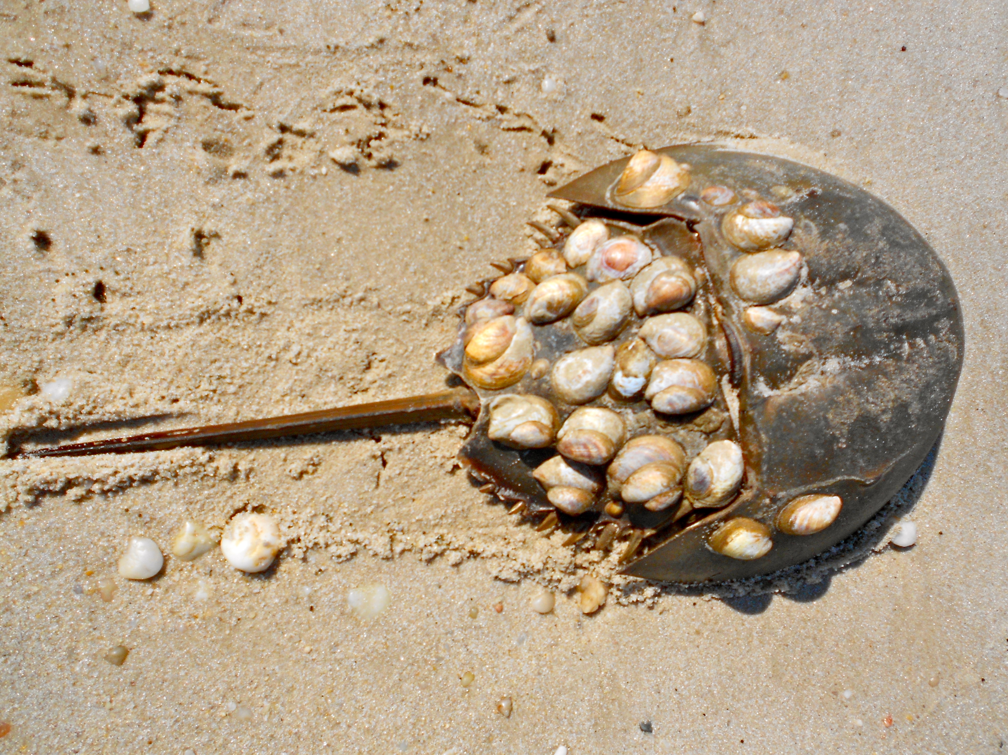 Horseshoe_crab_with_shells.JPG