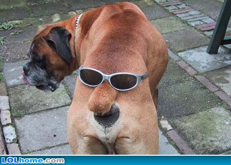 funny-dog-picture-ass1.jpg