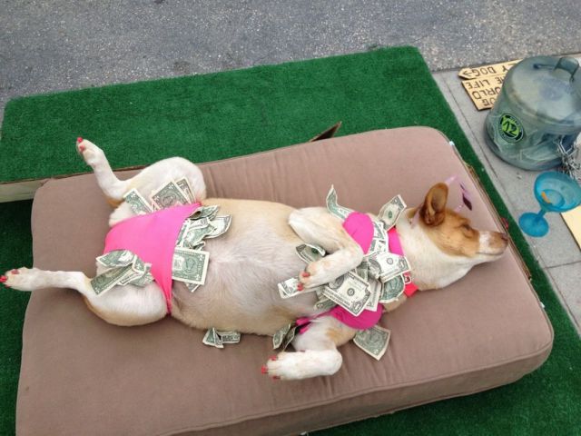 stripper-dog-bikini-money-dollars-13606176745.jpg