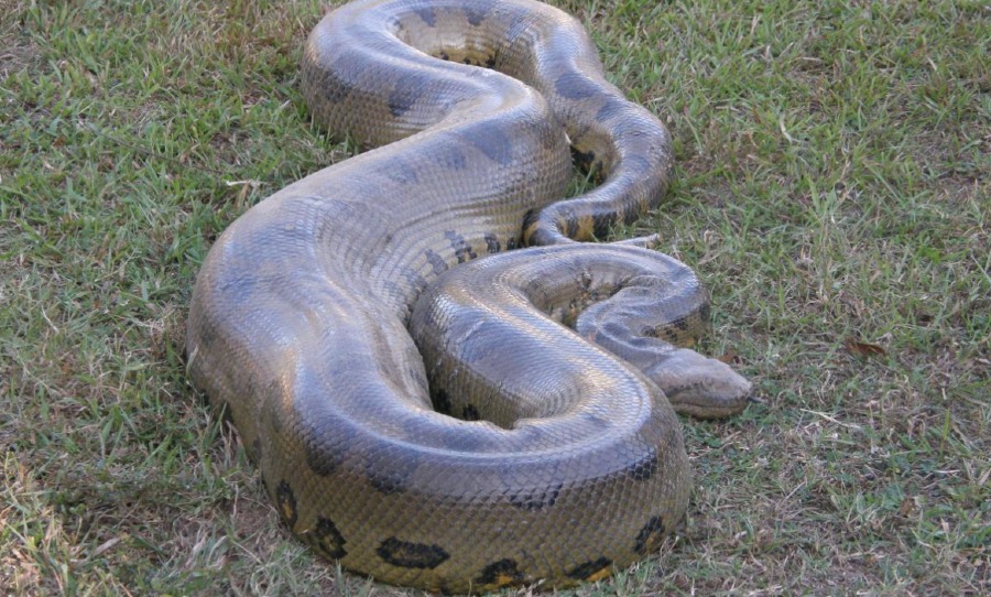 green-anaconda-1.jpg