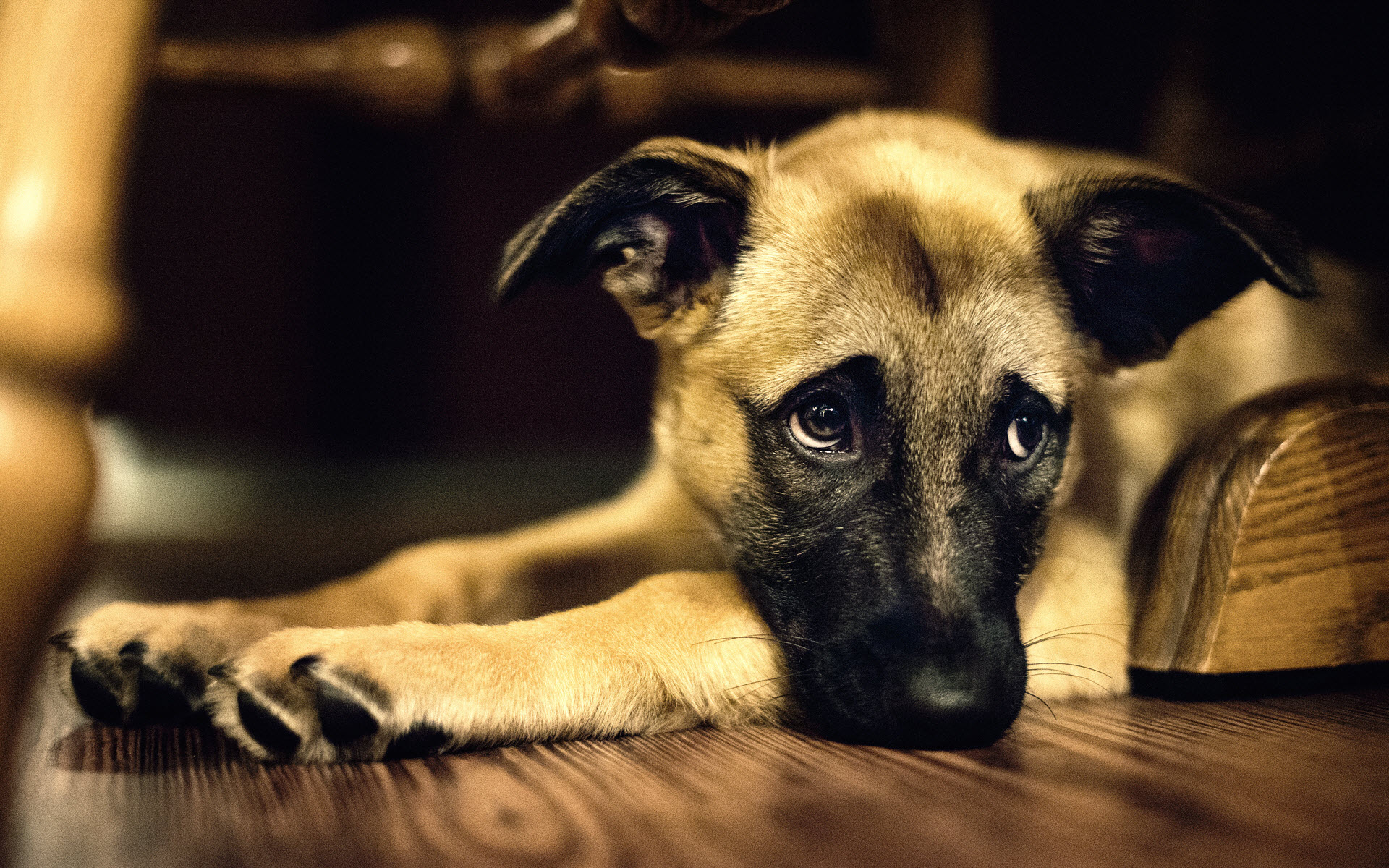 Sad-Dog-on-Hardwood-Floor.jpg