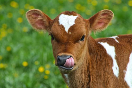 baby%20calf_vp.jpg