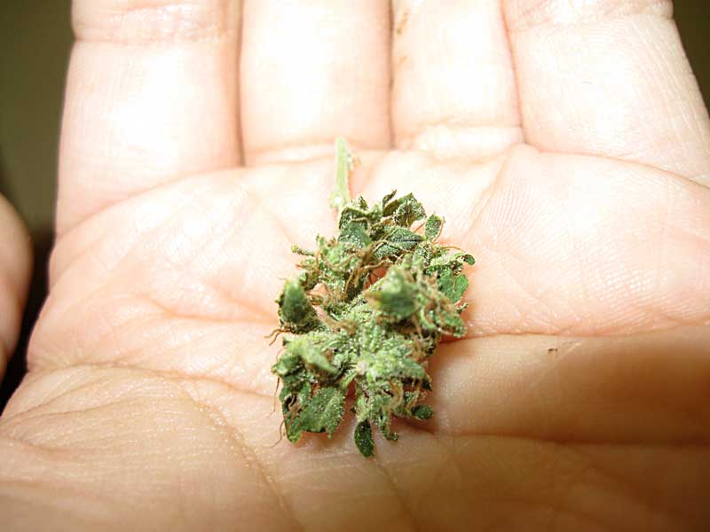 larfy-popcorn-bud.jpg