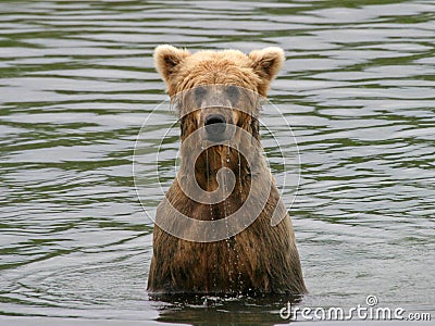 wet-bear-thumb10207907.jpg
