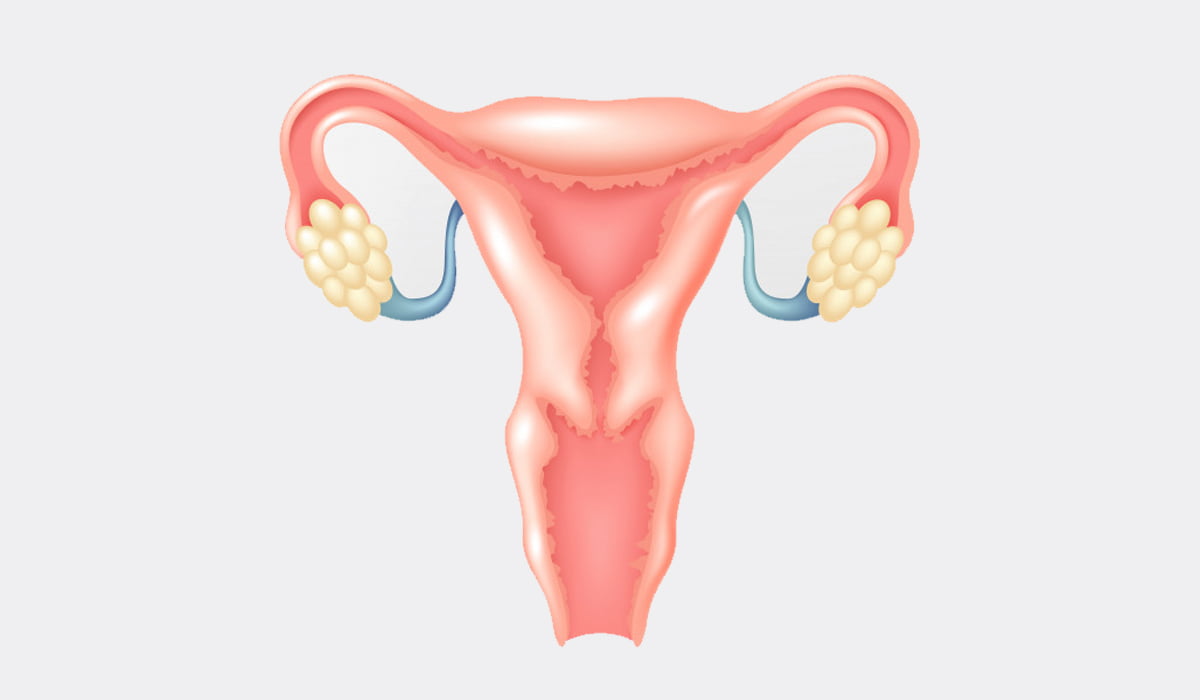 ovary.jpg
