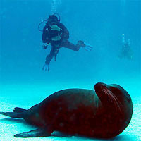 ec-gala-sealions-200.jpg