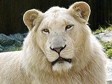 220px-White_Lion.jpg