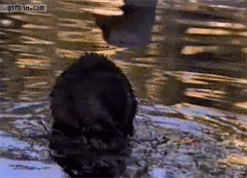 1351010429_goose_attacks_beaver.gif