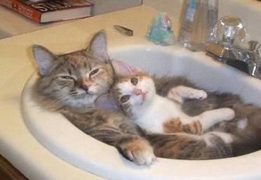 cat%20and%20baby%20in%20sink.JPG