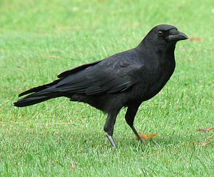american_crow_8.jpg