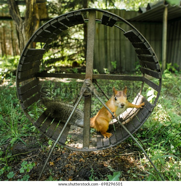 hamster-wheel-600w-698296501.jpg