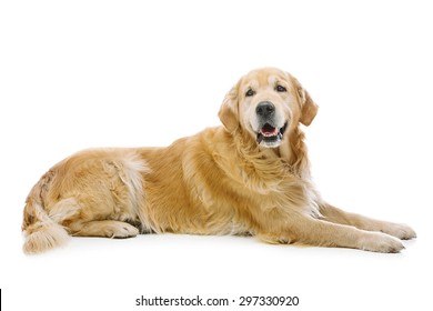 adult-retriever-dog-lying-on-260nw-297330920.jpg