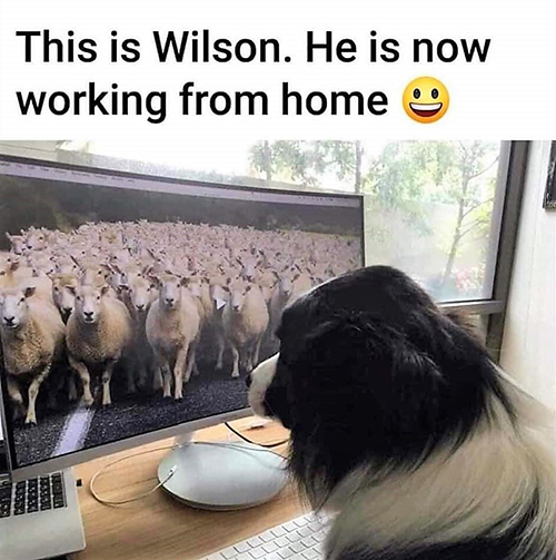 Border-Collie-working-from-home.jpg