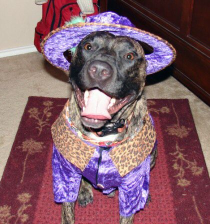 funny-dog-costume-pimp-dog.jpg