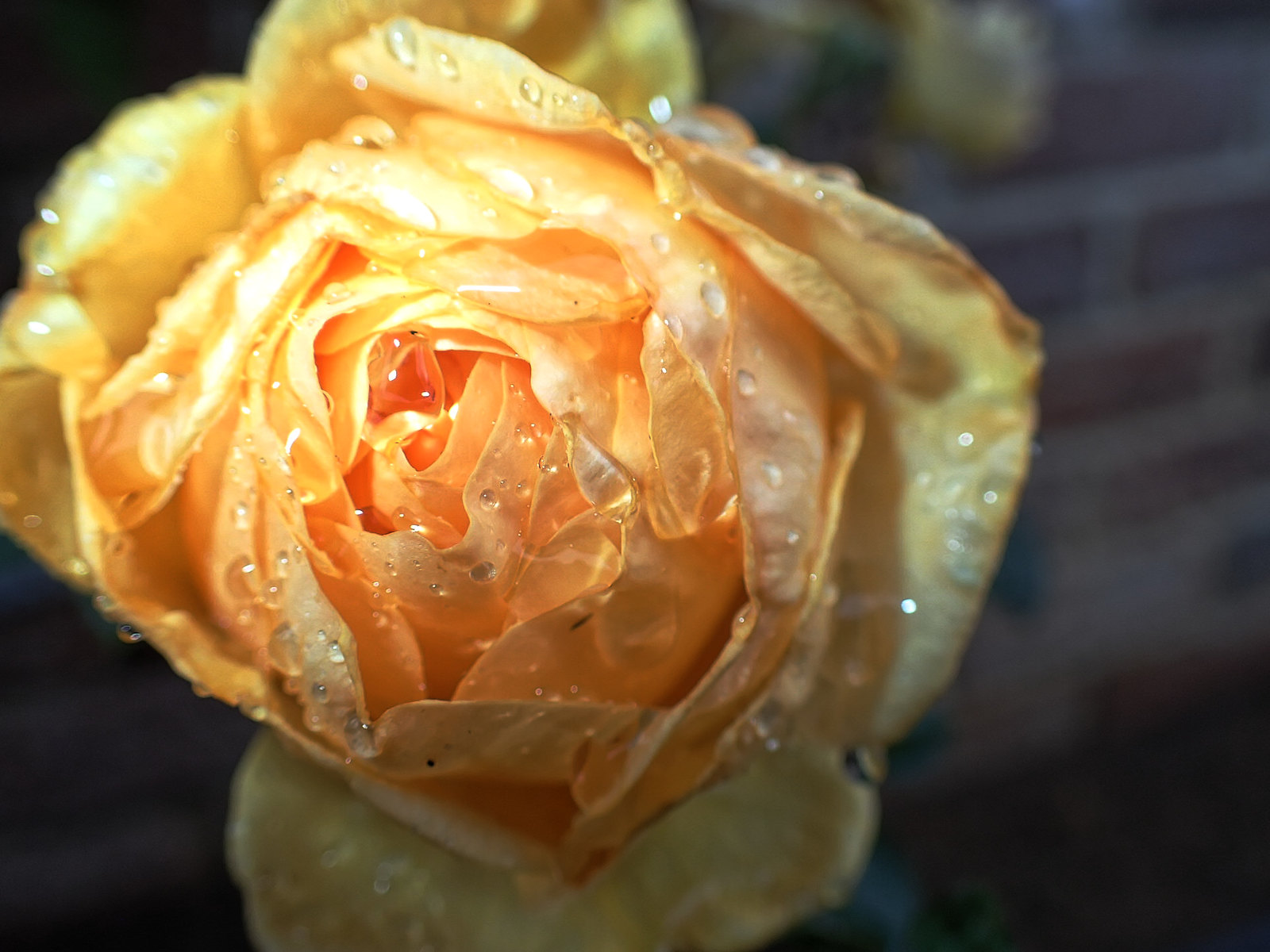 52608911312_9fff269ed6_h.jpg
