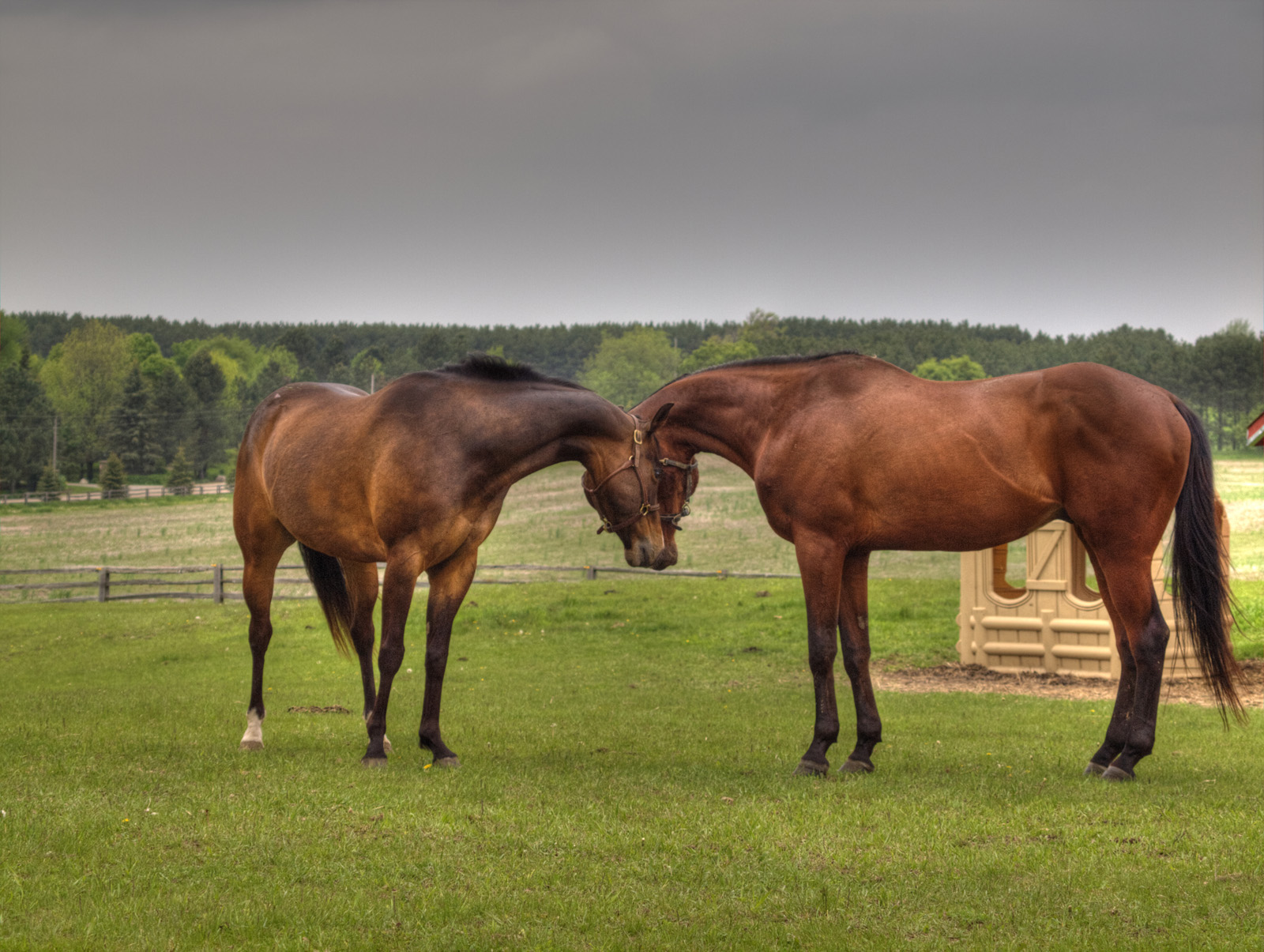 caledon_horses2.jpg