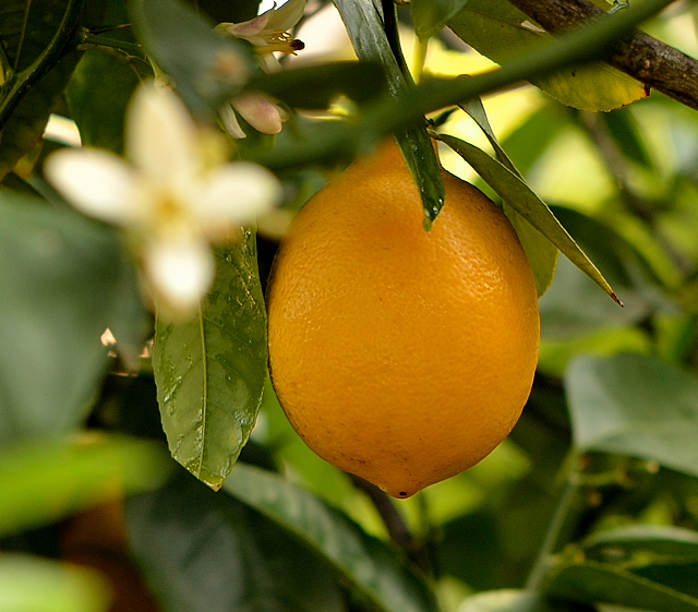 Meyer-Lemon-640x561-1125_645.jpg