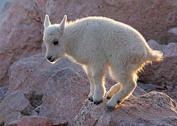 mtn_goat_kid.jpg