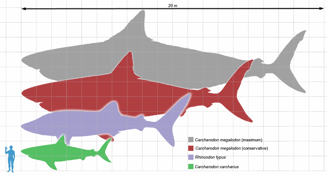 Megalodon_scale1.png