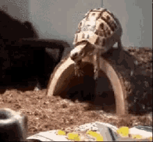 coz-im-free-falling-turtle.gif
