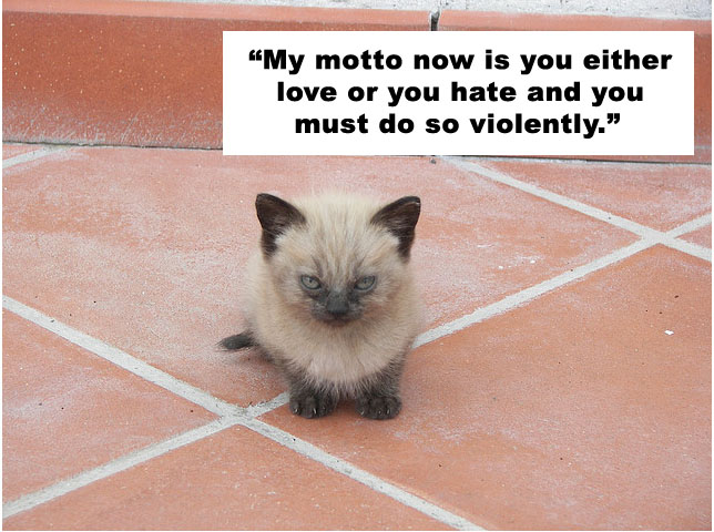 sheencat.jpg
