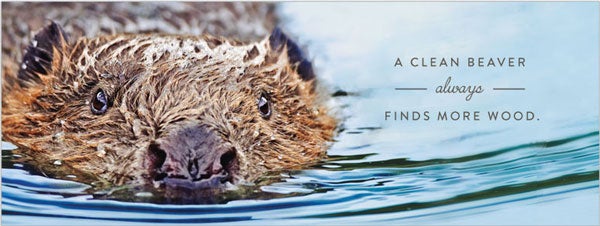 slide-beaver.jpg