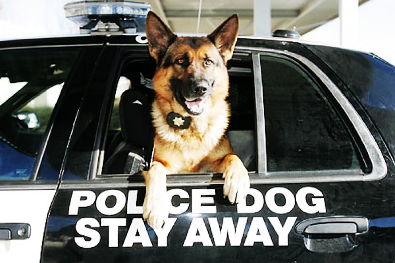 police-dog-news-story-bail-bond.jpeg