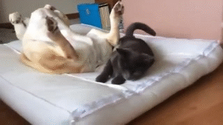 rtDiaw.gif