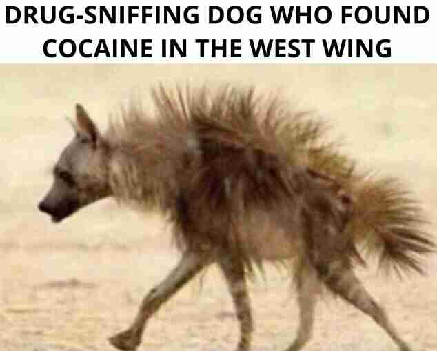 Cocaine-Found-In-White-House-Memes-6.jpeg