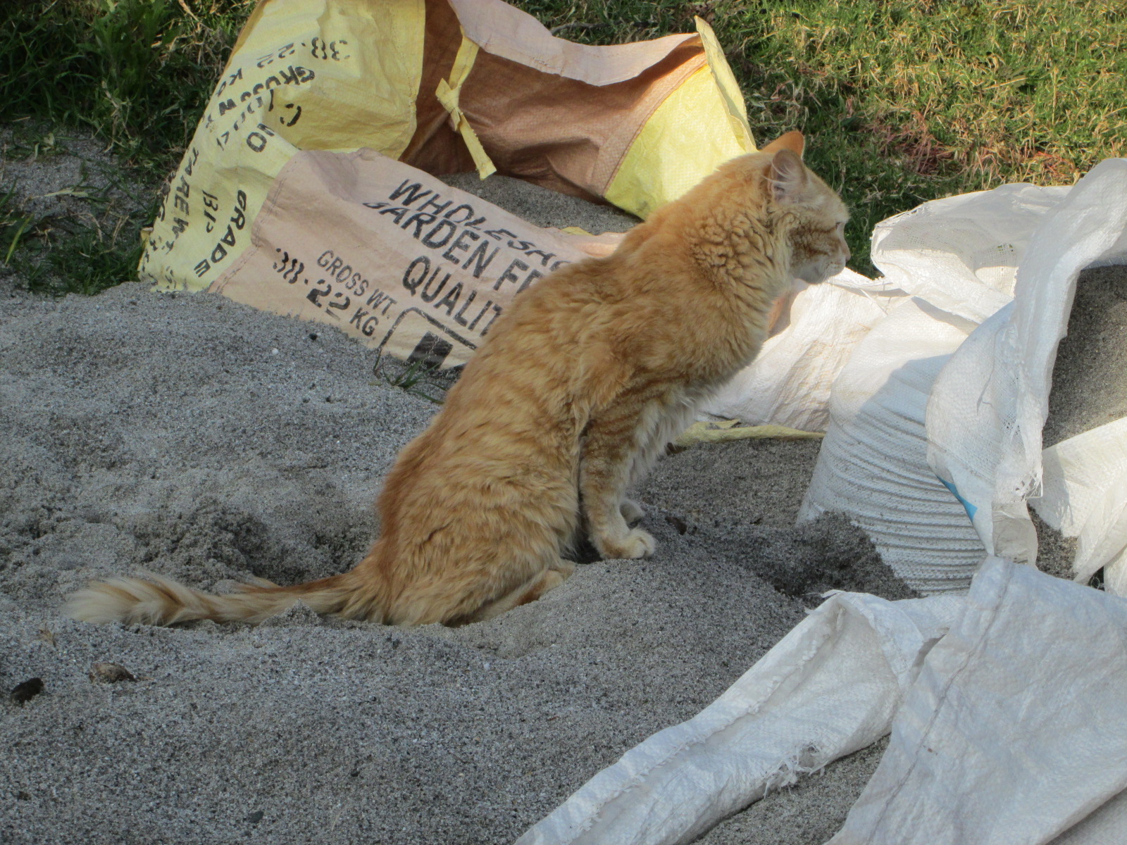 Cat_defecating_on_sand_mound..JPG