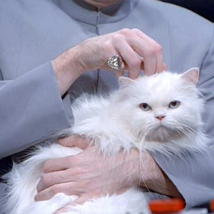 Mr.-Bigglesworth-Austin-Powers.jpg