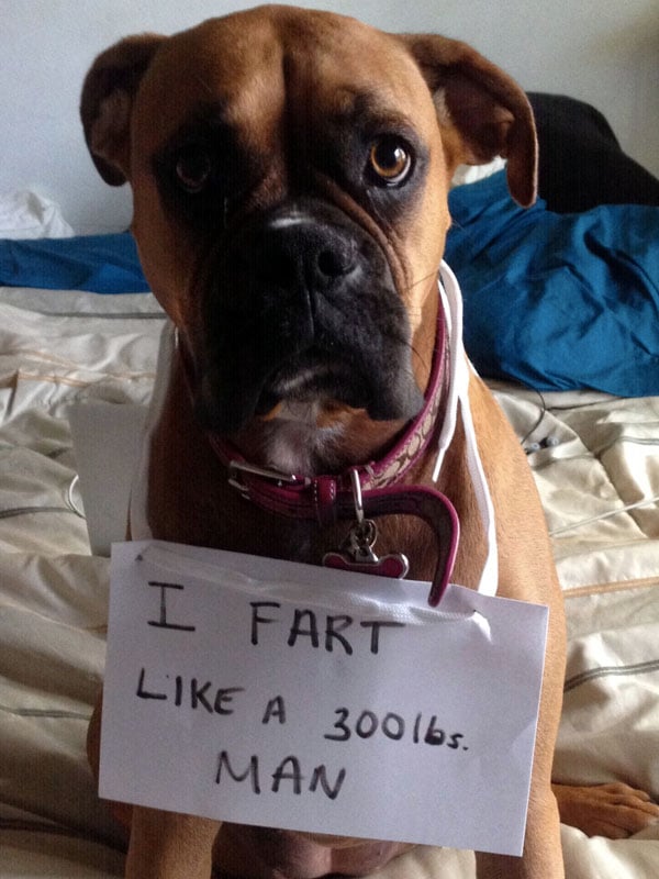 BOXER-stinky-dogs-gas.jpg