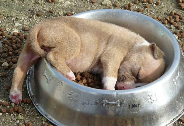 dog-bowl-76219.jpg