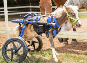Turbo-with-Horses.jpg