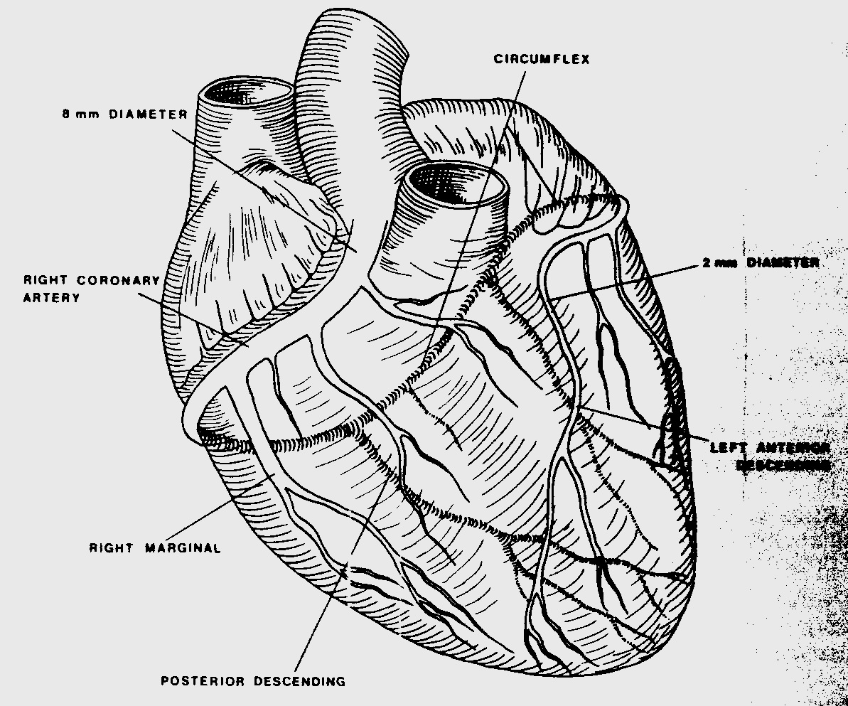 Maravich_heart.jpg