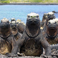 ec-ga-lizards-200.jpg