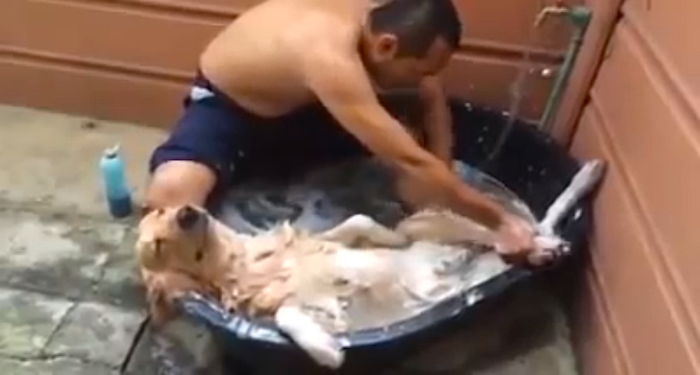 dog-enjoys-scrub-youtube.jpg
