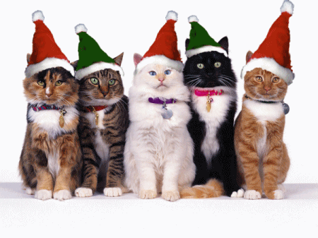 MerryChristmasCats2.gif