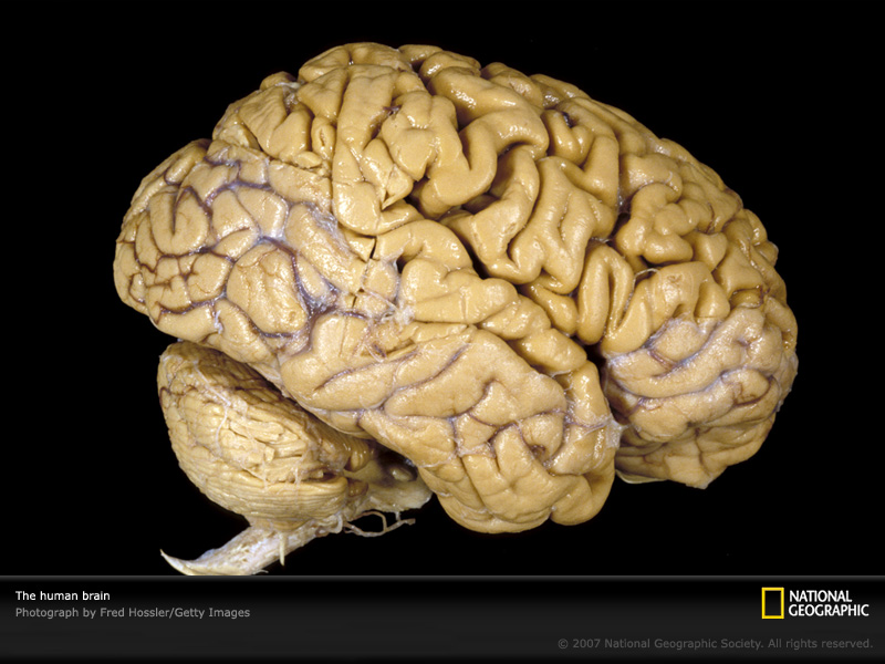 human-brain-vis304784-sw1.jpg