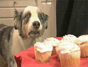 cupcakedog.jpg
