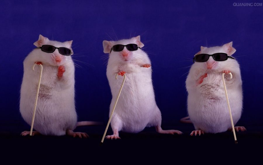 three-blind-mice-900x564.jpg