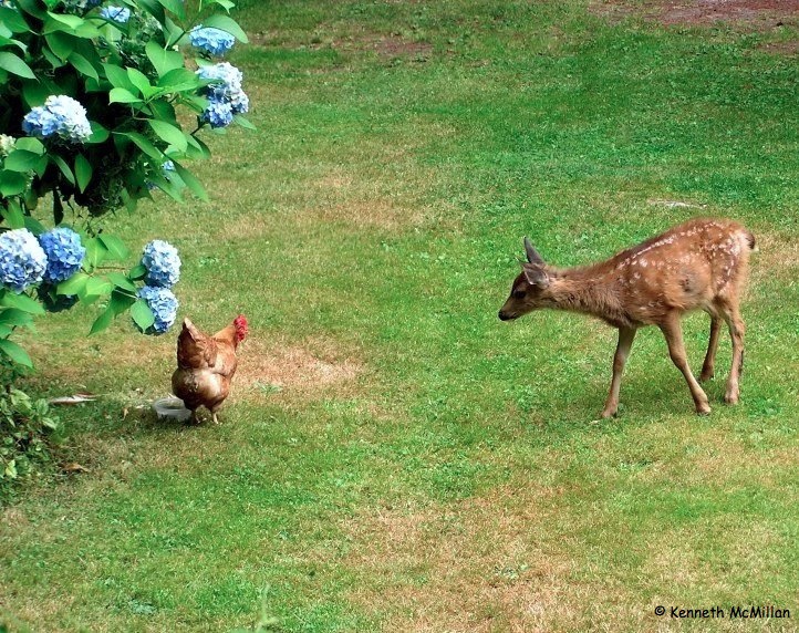 deer-chicken_watermarked.jpg