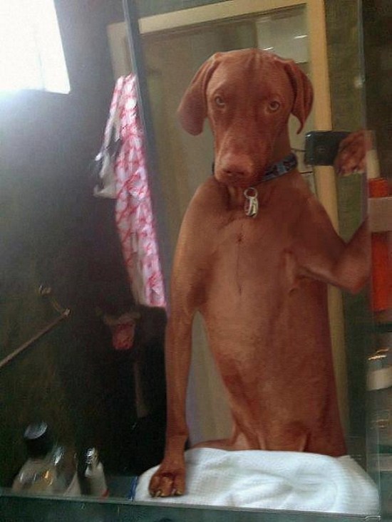 20-Dog-Selfies-010.jpg