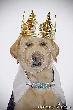 dog-kings-crown-17713345.jpg